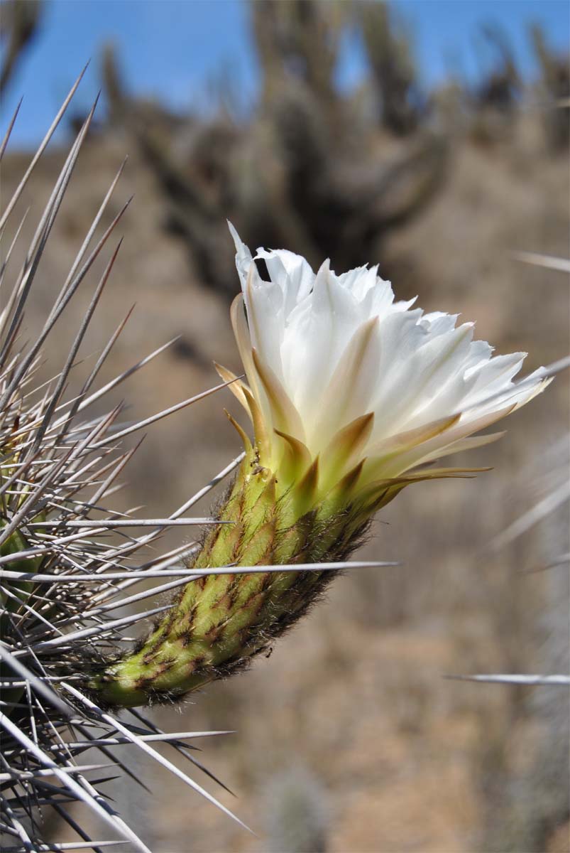 Изображение особи Trichocereus chiloensis.