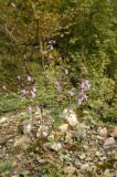 Clinopodium menthifolium