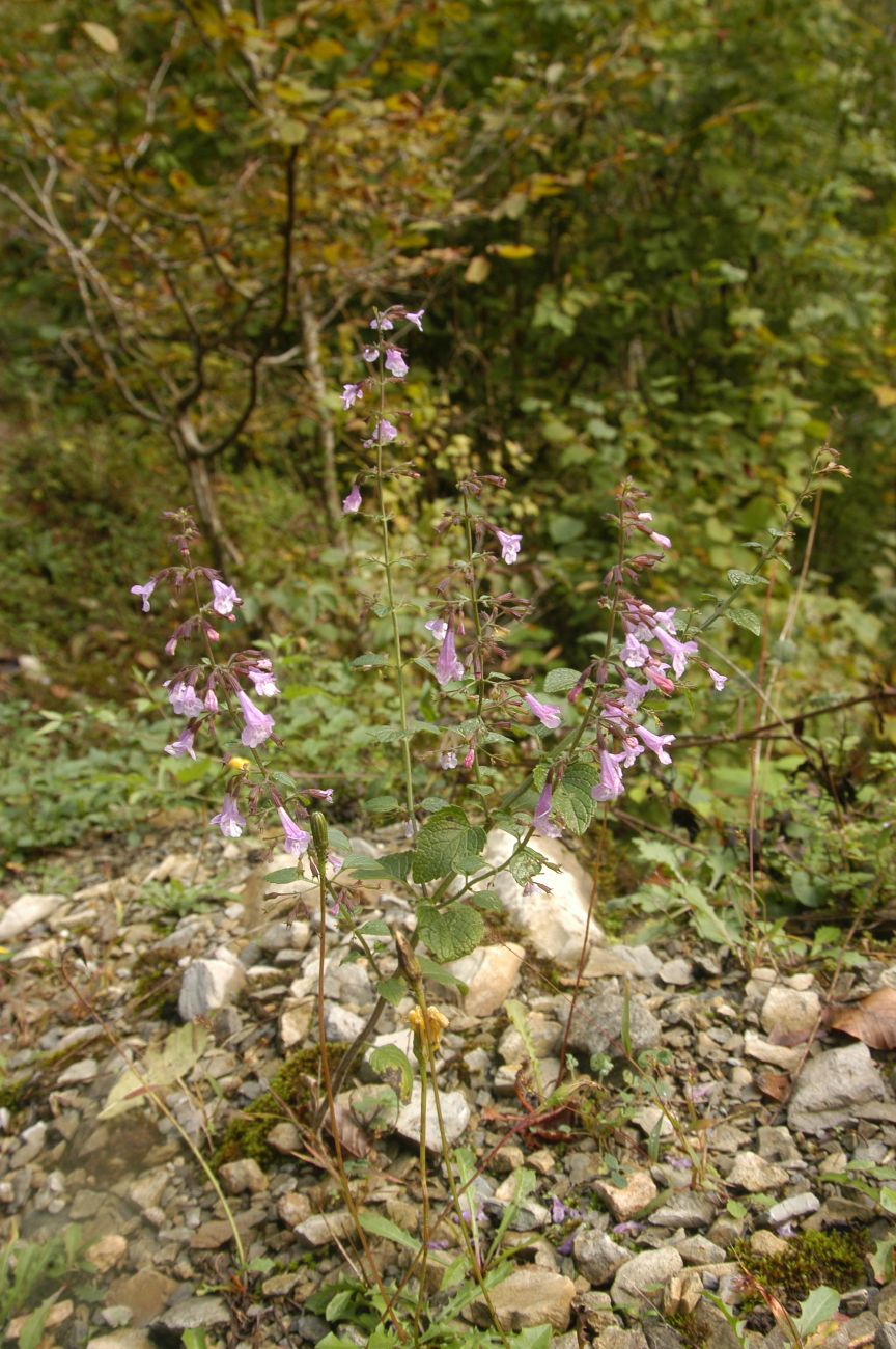 Image of Clinopodium menthifolium specimen.
