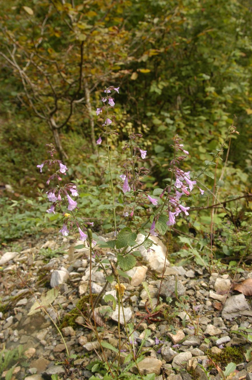 Изображение особи Clinopodium menthifolium.