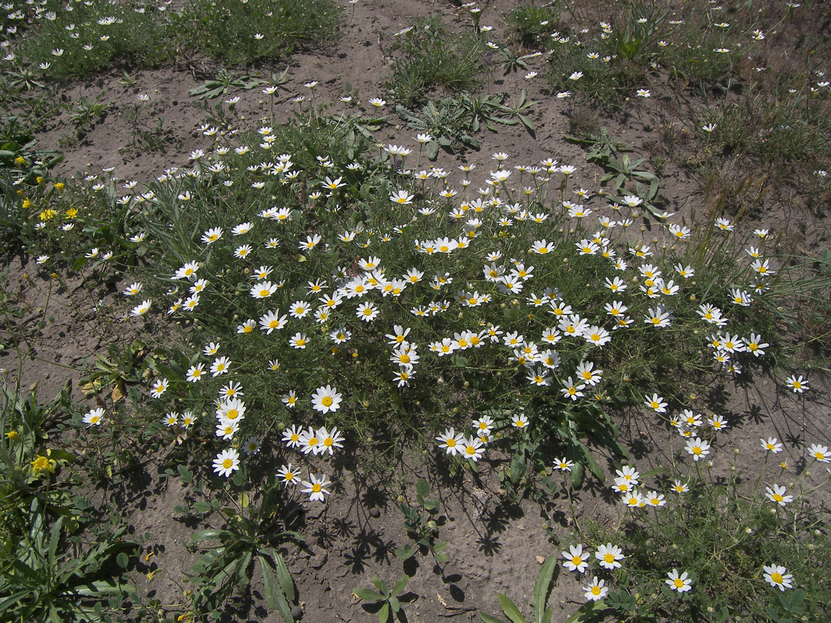 Изображение особи Anthemis haussknechtii.