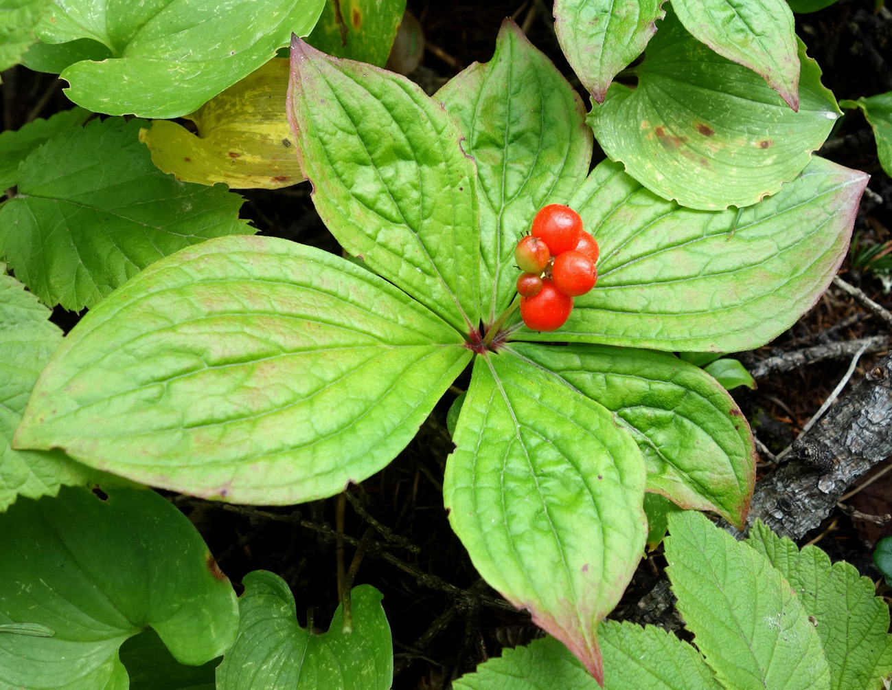 Изображение особи Chamaepericlymenum canadense.