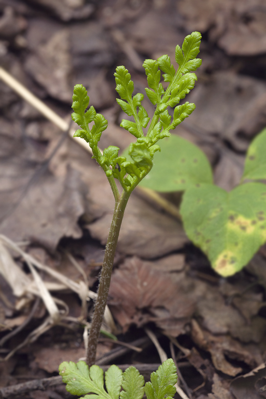 Изображение особи Botrychium robustum.