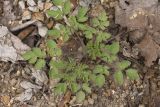 Corydalis pallida. Вегетирующее растение. Сахалинская обл., Томаринский р-н, окр. г. Томари, нижняя часть склона сопки северо-западной экспозиции, нарушенное местообитание по границе с биатлонной трассой. 02.08.2017.