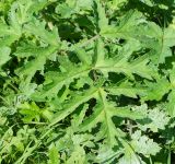 Heracleum sibiricum