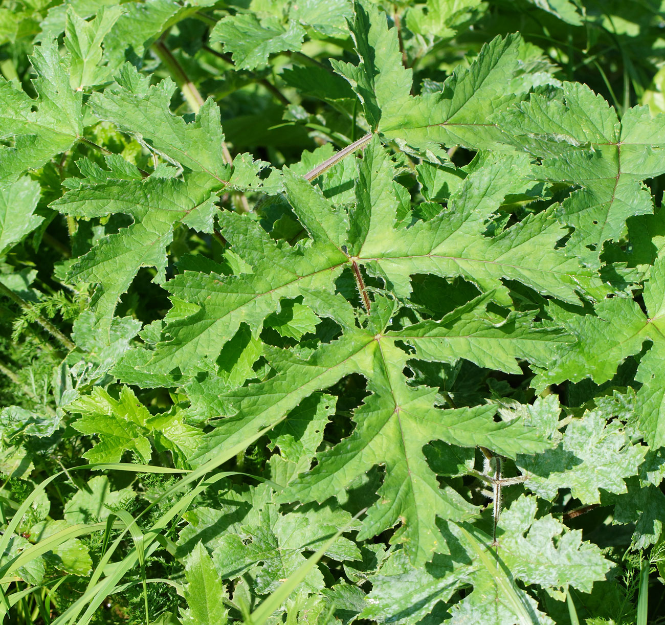 Изображение особи Heracleum sibiricum.