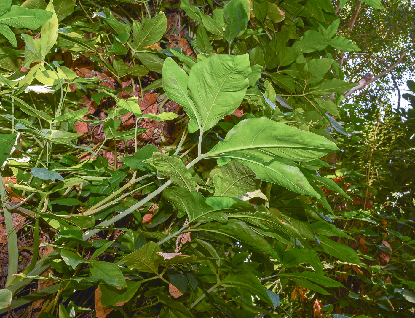 Изображение особи Syngonium podophyllum.