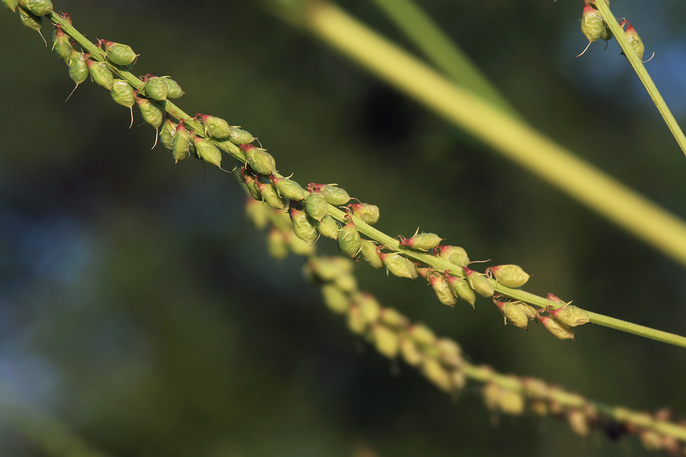 Изображение особи Melilotus albus.