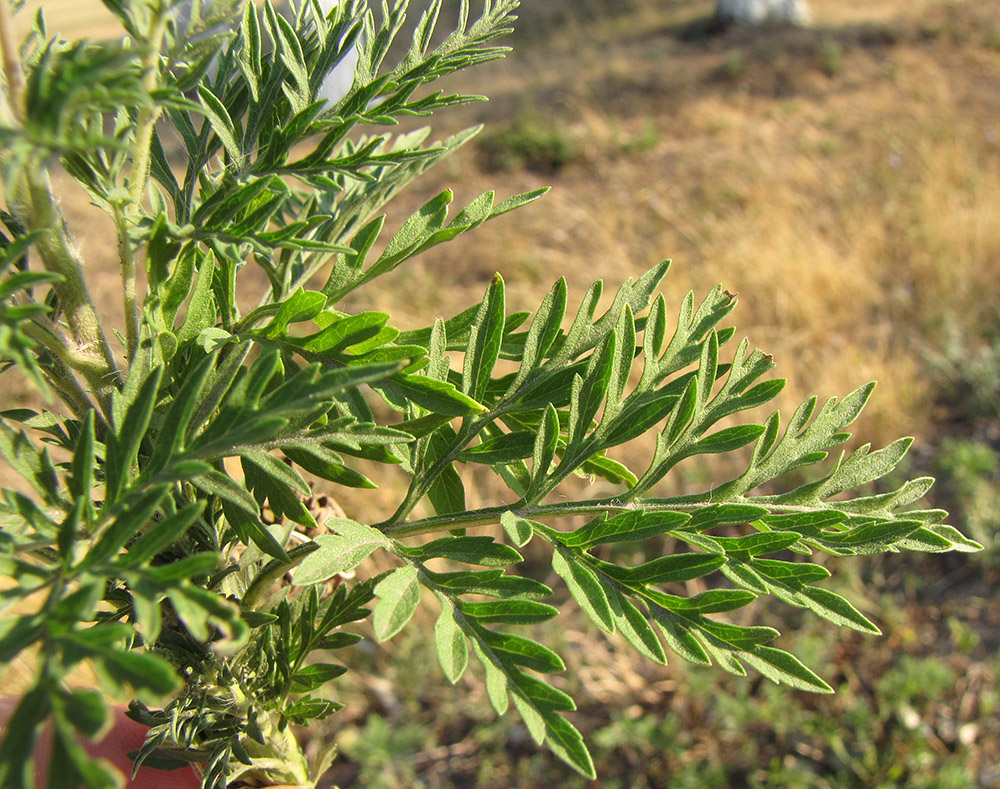 Image of Ambrosia artemisiifolia specimen.