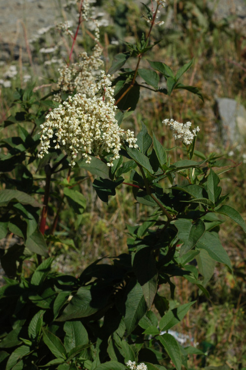 Изображение особи Aconogonon coriarium.