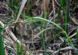 genus Carex. Верхушка побега с соцветиями. Астраханская обл., Астраханский заповедник, Дамчикский участок, берег реки. 29.04.2019.