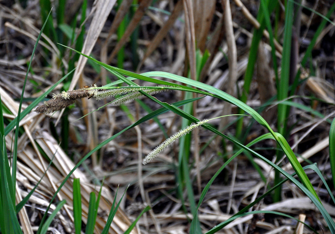 Изображение особи род Carex.