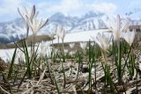 Crocus alatavicus