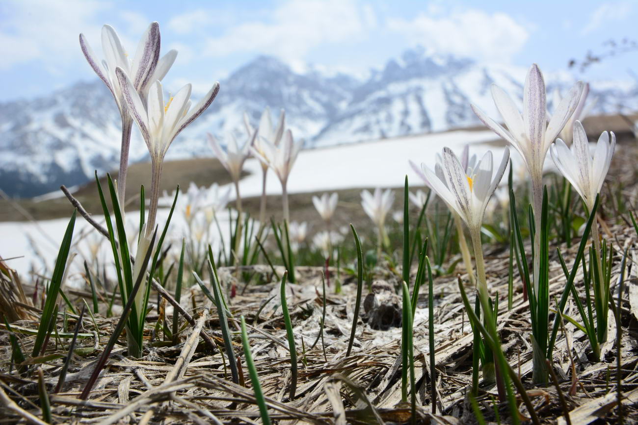 Изображение особи Crocus alatavicus.