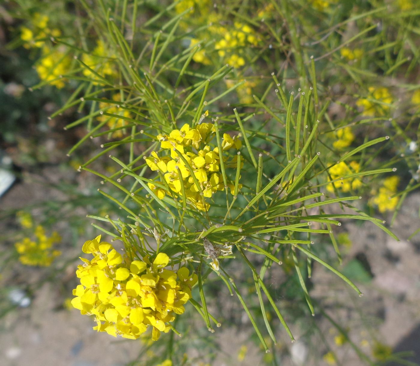 Image of Sisymbrium loeselii specimen.