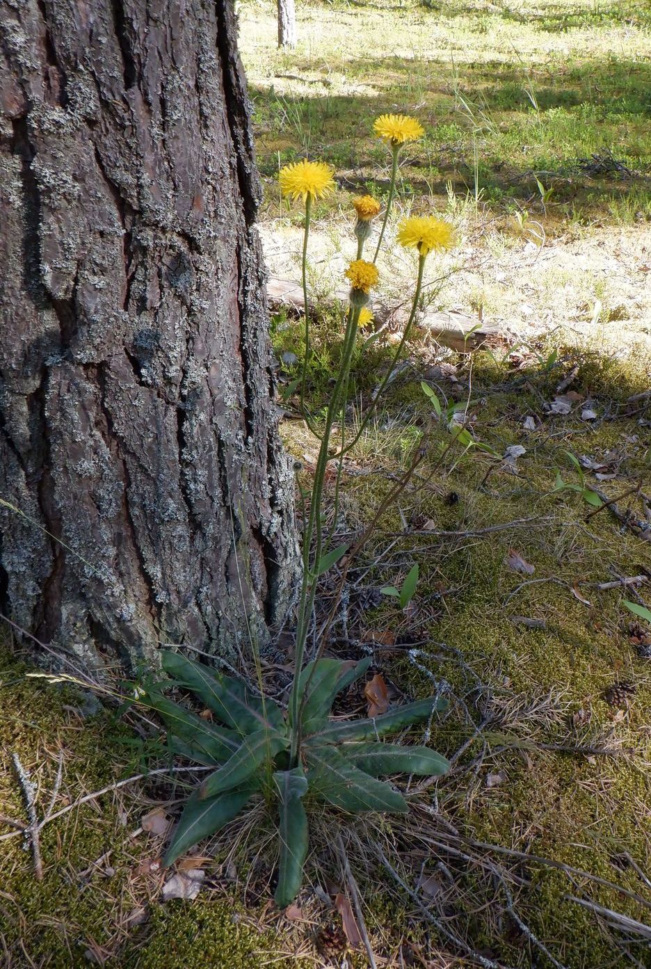 Изображение особи Trommsdorffia maculata.