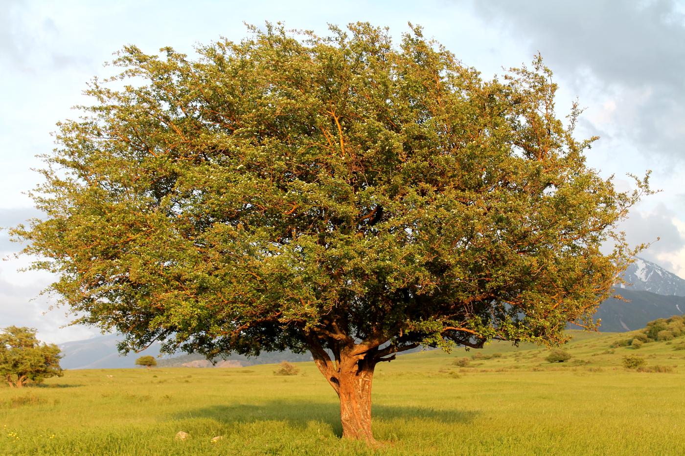 Image of Crataegus turkestanica specimen.