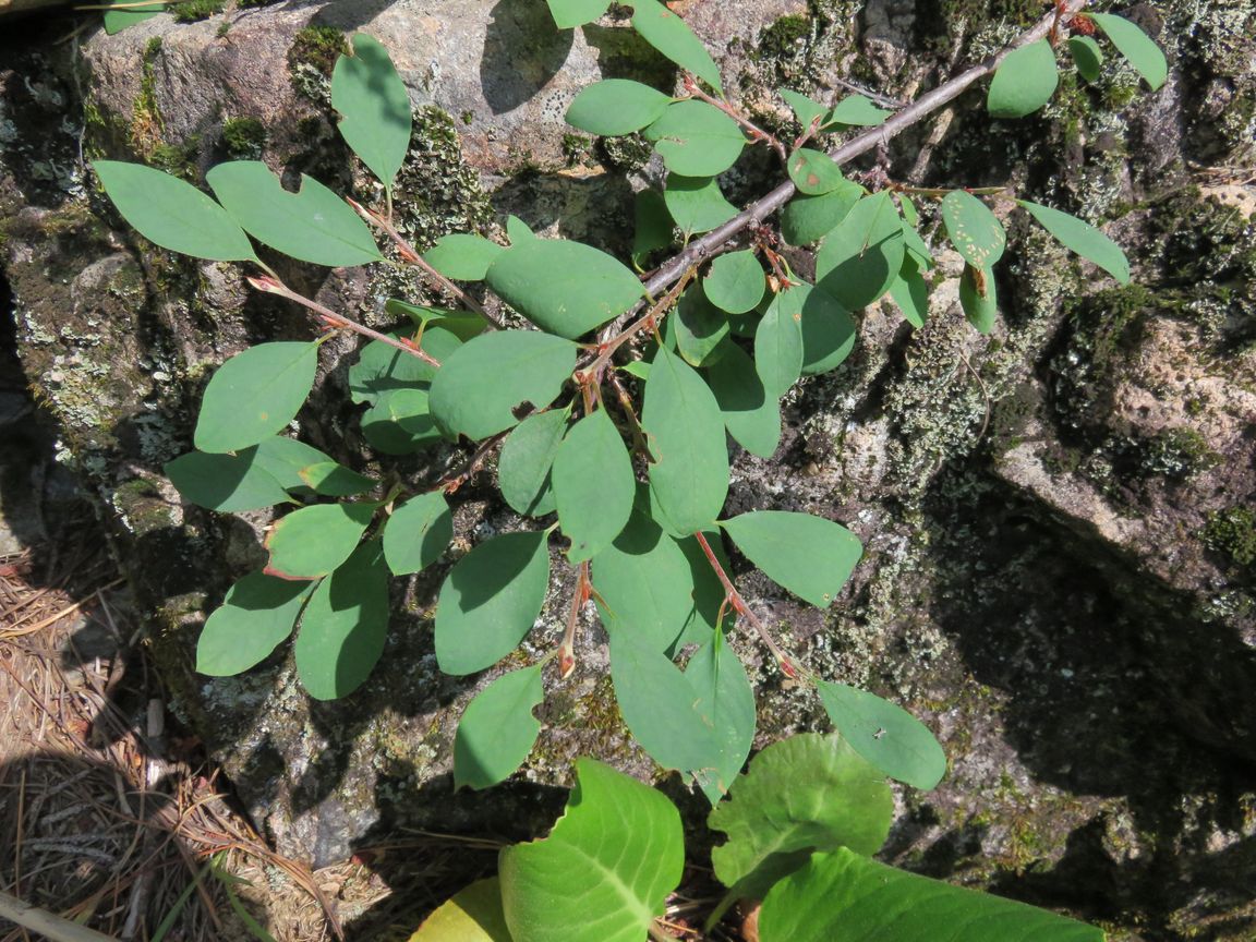 Image of Cotoneaster uniflorus specimen.