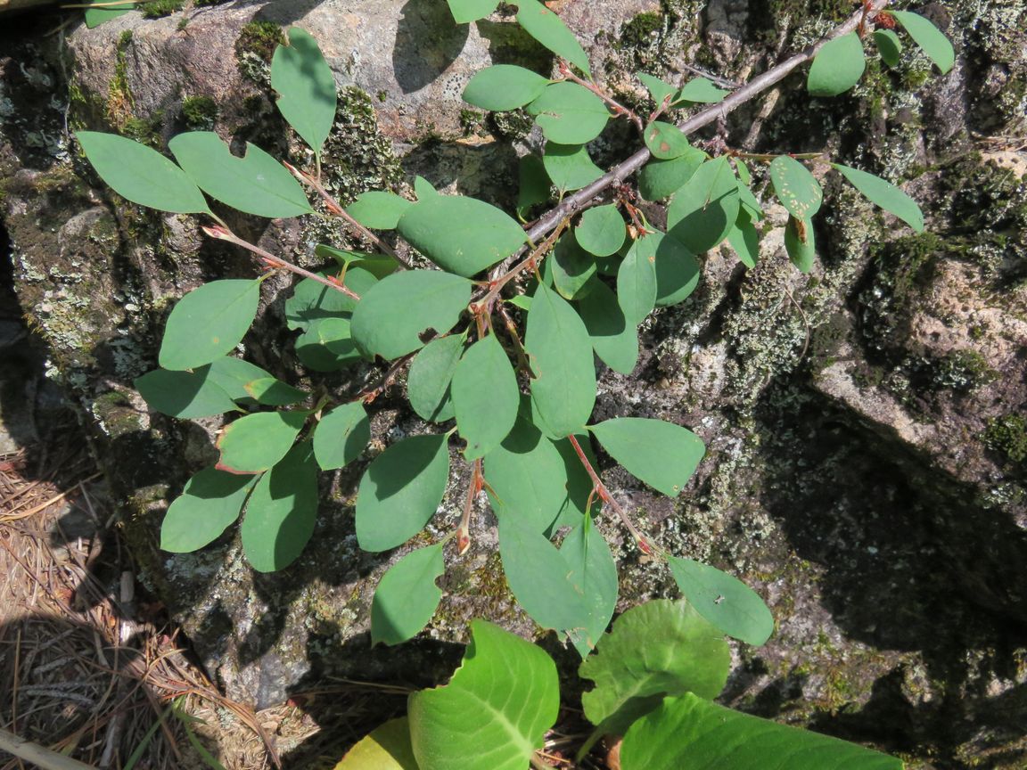 Image of Cotoneaster uniflorus specimen.