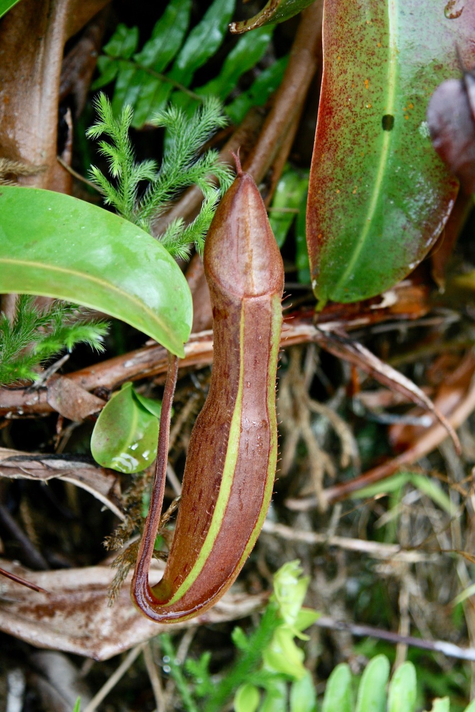 Изображение особи Nepenthes ramispina.