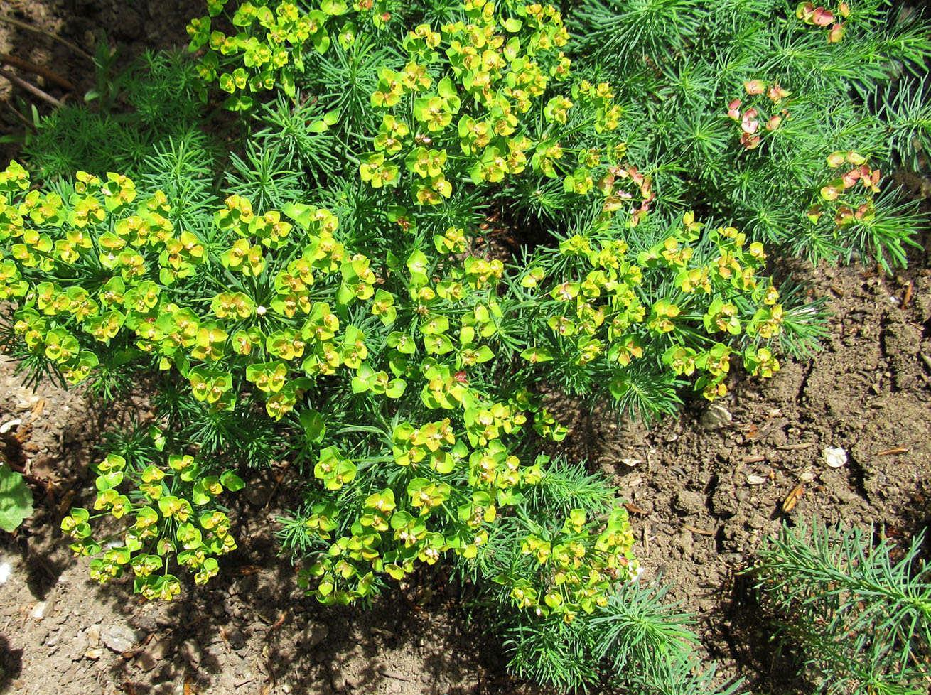 Image of Euphorbia cyparissias specimen.