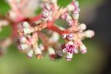 Miconia ciliata