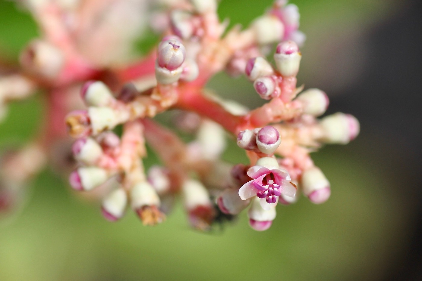 Image of Miconia ciliata specimen.