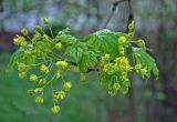 Acer platanoides