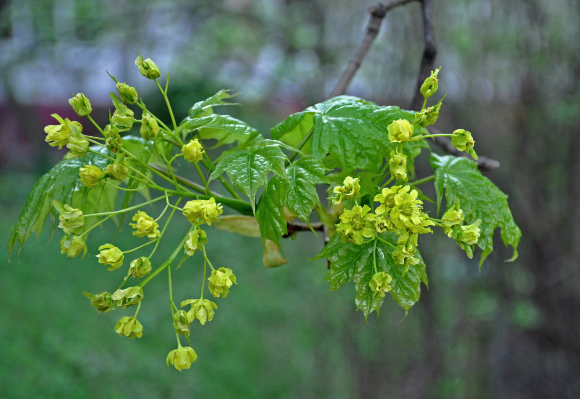 Изображение особи Acer platanoides.