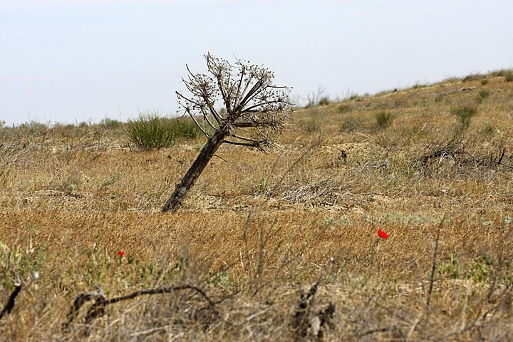 Image of Ferula foetida specimen.