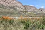 Kniphofia uvaria