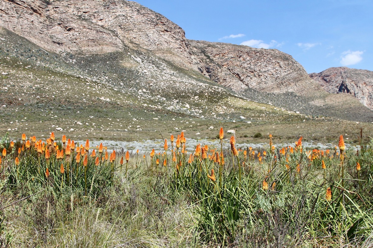 Изображение особи Kniphofia uvaria.