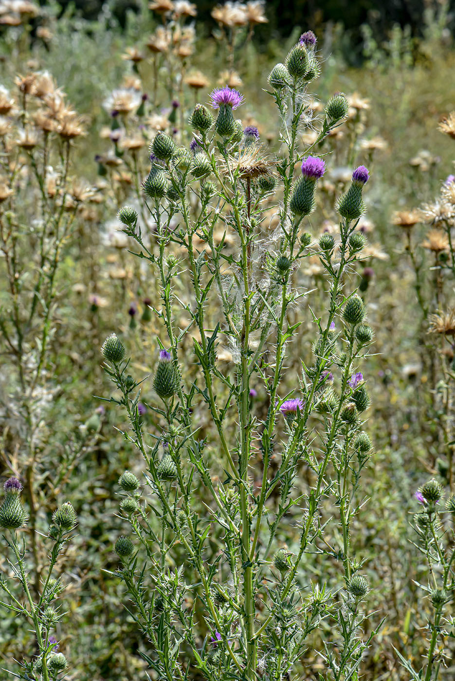 Image of Cirsium vulgare specimen.