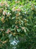 Acer ginnala