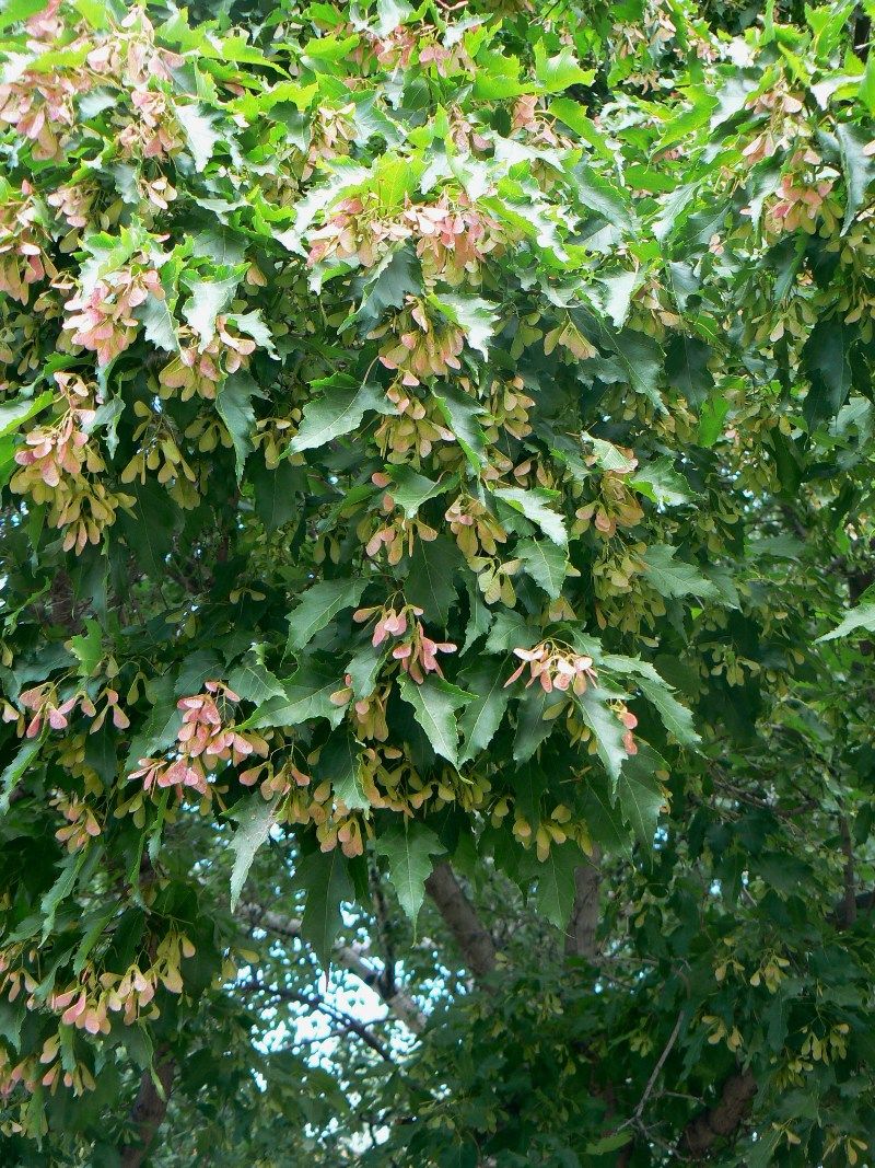 Image of Acer ginnala specimen.