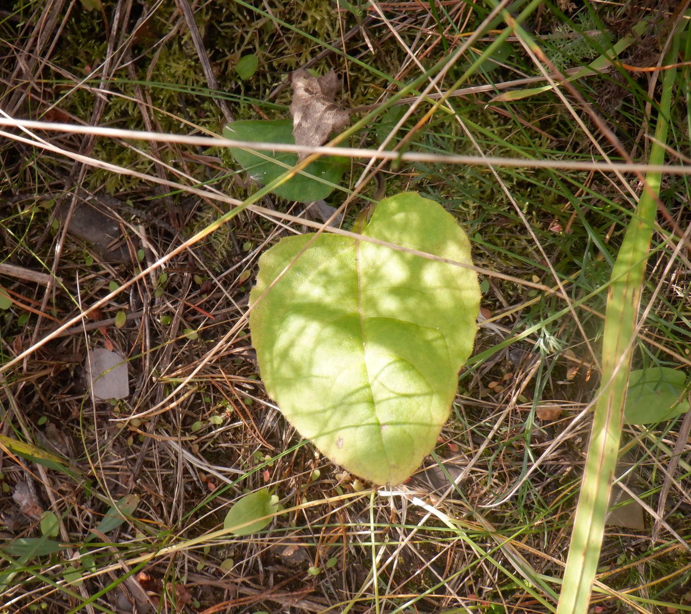 Image of Silphium perfoliatum specimen.