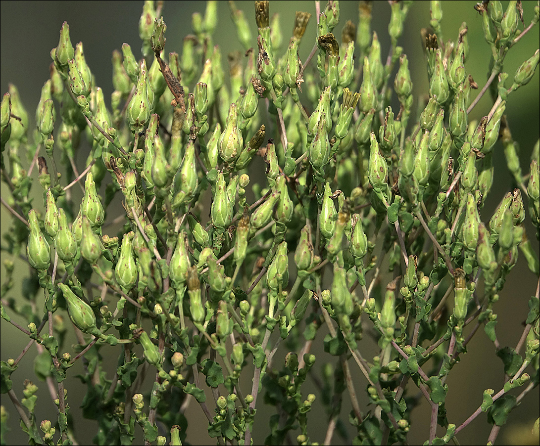 Image of Lactuca sativa specimen.