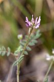 Astragalus filicaulis