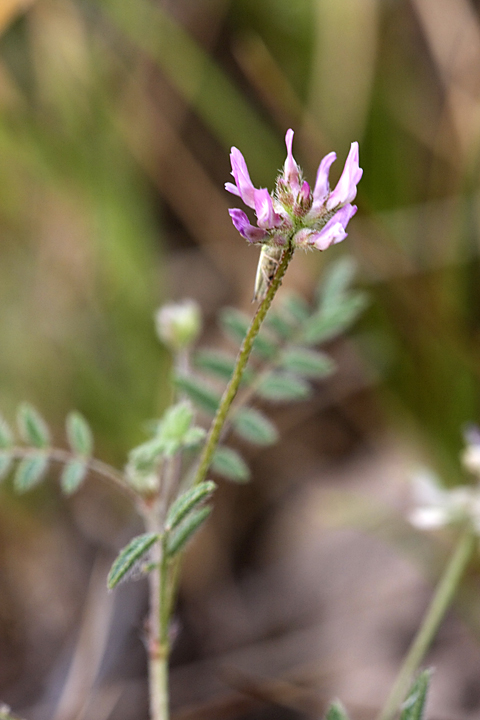 Изображение особи Astragalus filicaulis.