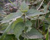 Lamium album