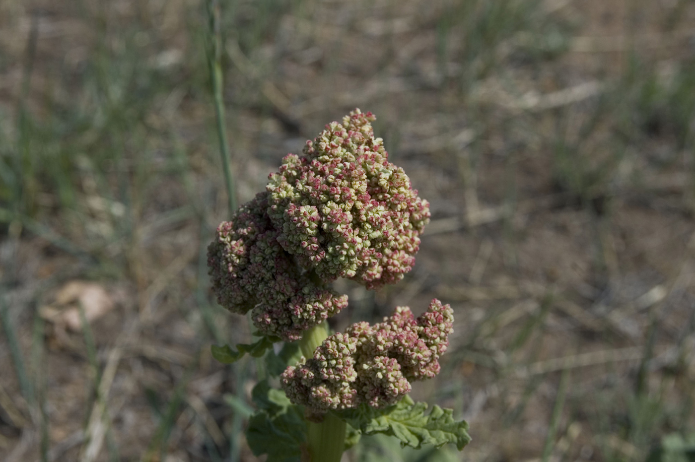 Image of Rheum rhabarbarum specimen.