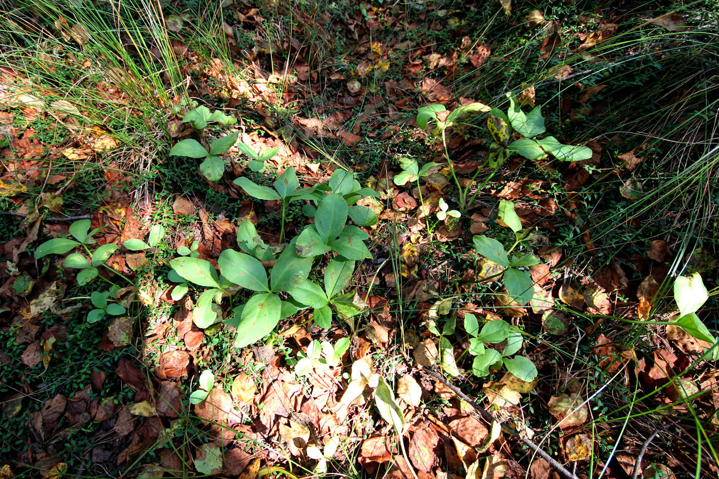 Image of Menyanthes trifoliata specimen.