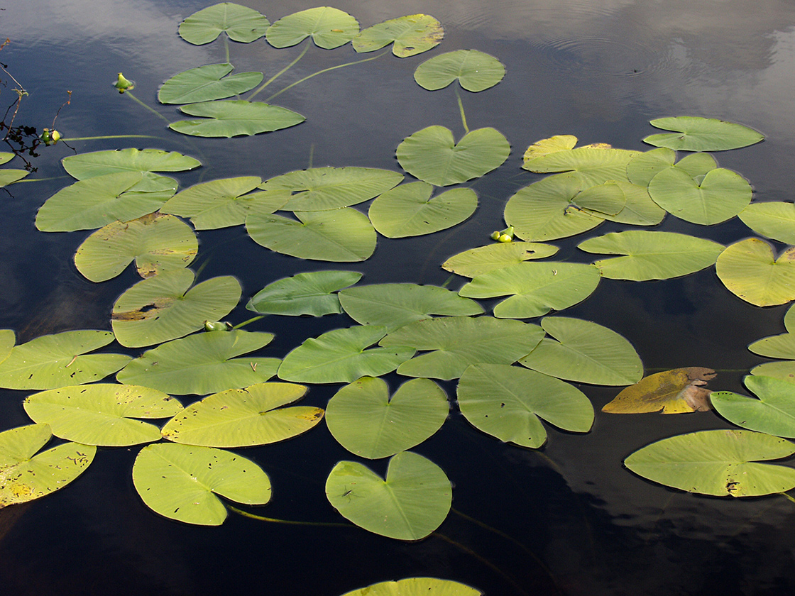 Image of Nuphar lutea specimen.