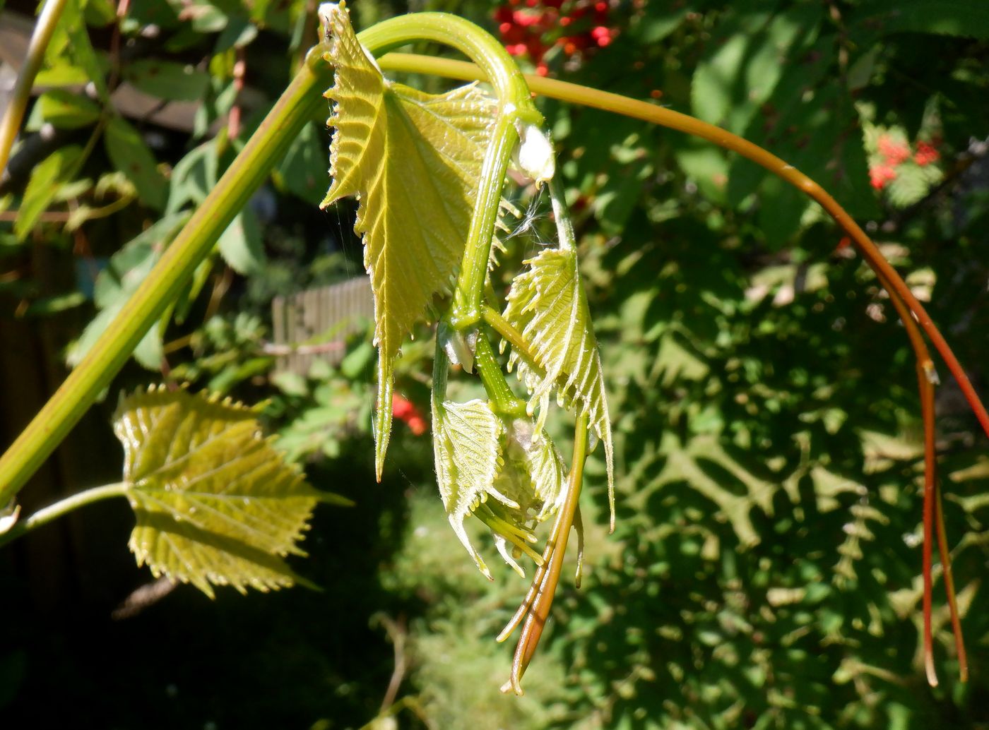 Image of genus Vitis specimen.