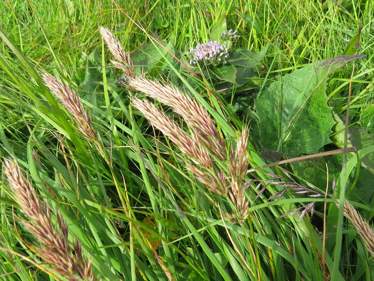 Изображение особи род Trisetum.