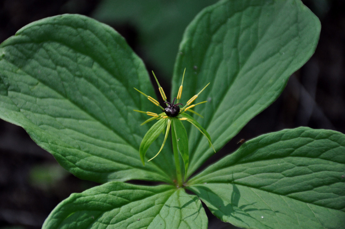 Изображение особи Paris quadrifolia.