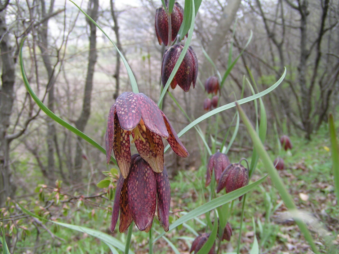 Image of Fritillaria montana specimen.