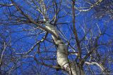 Populus tremula. Верхняя часть дерева в состоянии покоя. Тульская обл., окр. пос. Дубна, лиственный лес Просек. 23.02.2015.