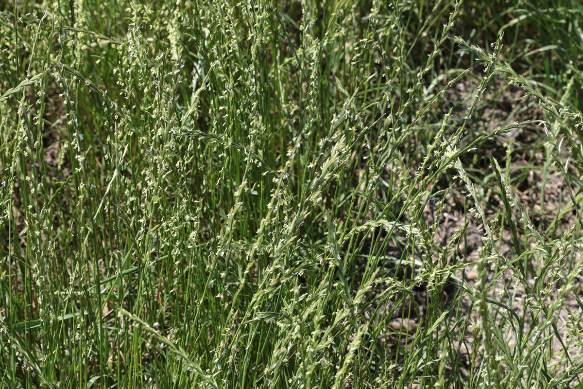 Image of Elytrigia repens specimen.