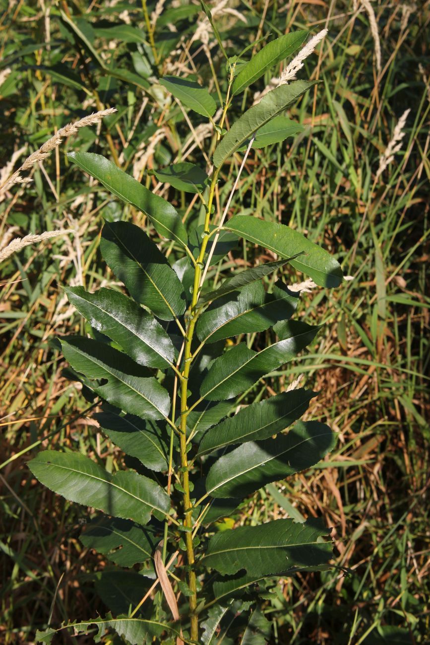 Image of Salix triandra specimen.